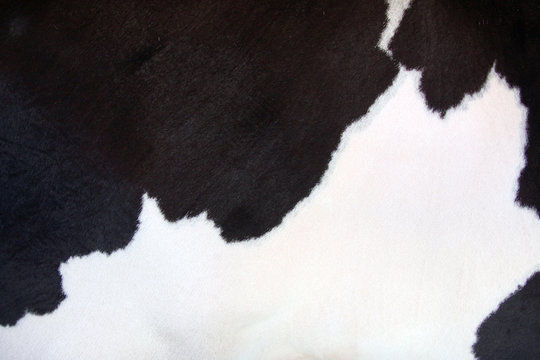 cow texture