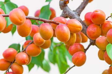 Apricots