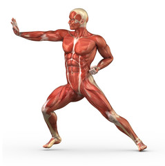 Fototapeta premium Male muscular system in fight pose isolated