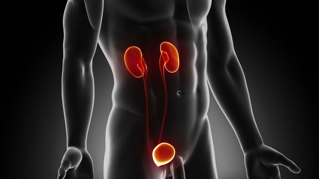Male Urinary Tract anatomy in loop