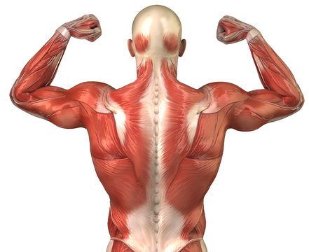 Male back muscular system anatomy in body-builder pose