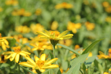 黄色のデイジーの花畑
