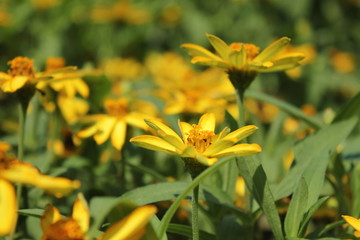 Fototapeta na wymiar Stokrotka kwiat ogród żółty