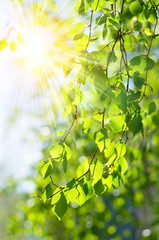 Fototapeta premium Tło świeżych zielonych liści brzozy