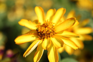 黄色のデイジーの花畑