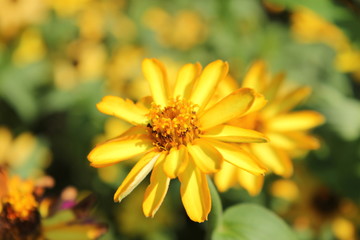 黄色いデイジー畑