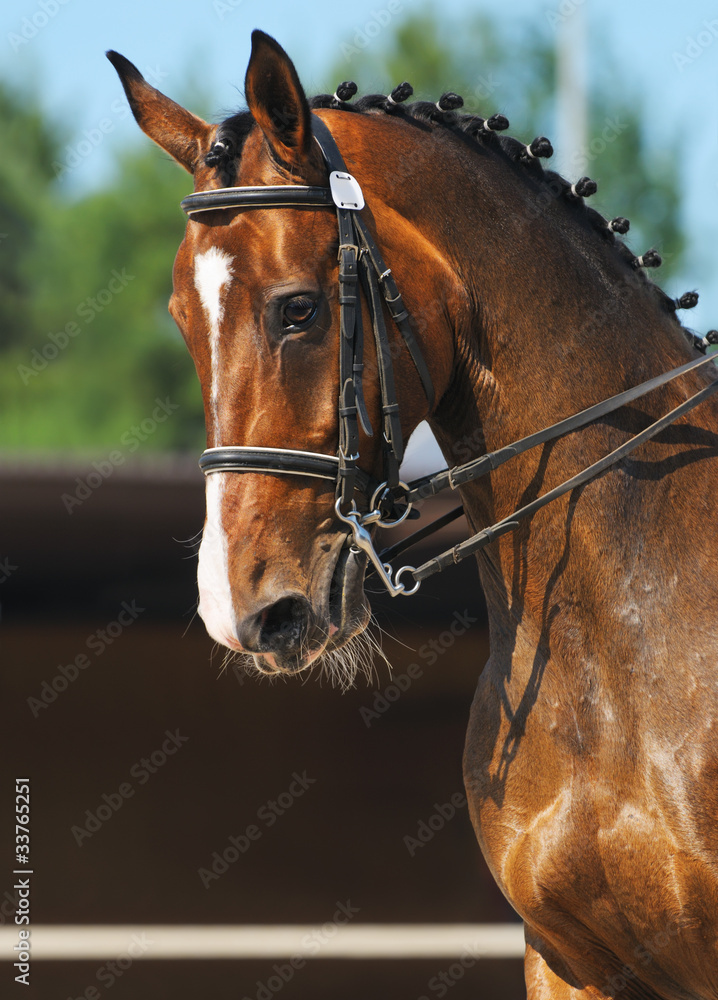 Wall mural Dressage: portrait of bay horse