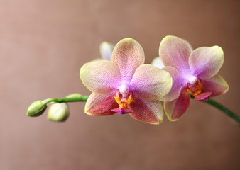 Fototapeta na wymiar orchideenblüten