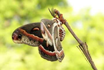 Cecropia Moth