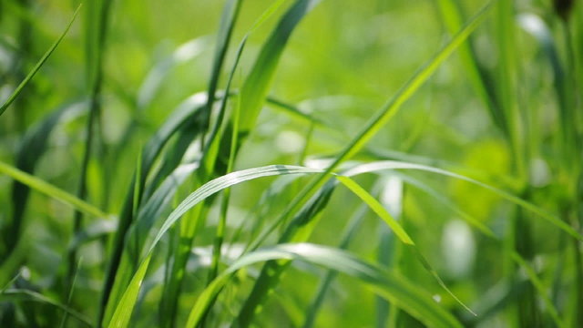 Gras