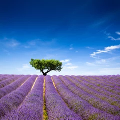 Gordijnen Lavande Provence France / lavender field in Provence, France © Beboy