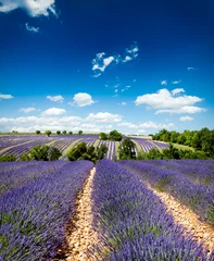 Schilderijen op glas Lavande Provence France / lavender field in Provence, France © Beboy