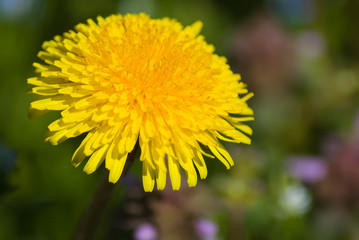 Dandelion