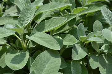 salvia