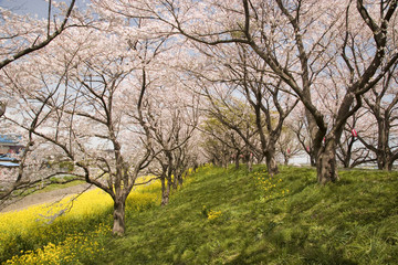 桜並木