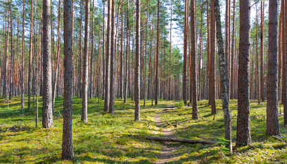 Obraz premium path and coniferous forest