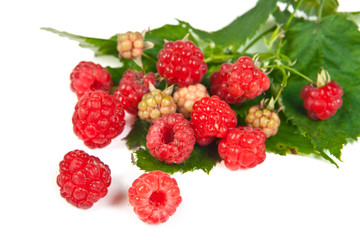 Red raspberries
