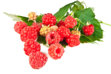 Red raspberries