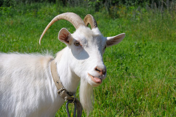 Fototapeta premium white goat showing tongue