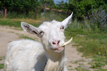 white goat chewing the cabbage