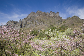Fototapeta na wymiar 桜と妙義山