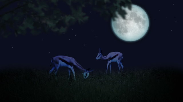 Couple of deers in the moonlight