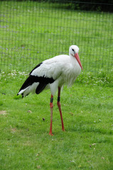 Storch