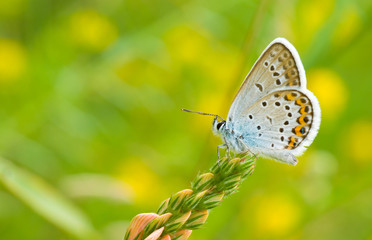 Fototapeta na wymiar Common Blue (Polyommatus Icarus) Motyl na dzikim kwiecie
