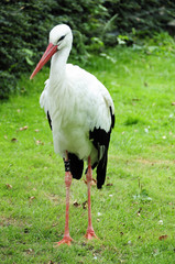 Storch