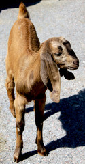 African baby goat
