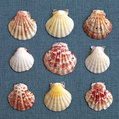 six sea Shells on blue fabric