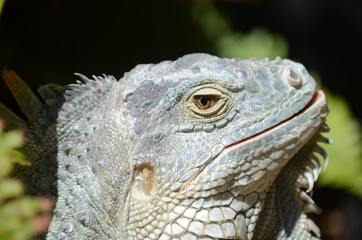 Brauner Leguan