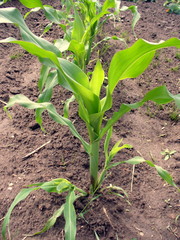 corn plant