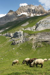 Fototapeta premium sheep grazing in French Pyrenees