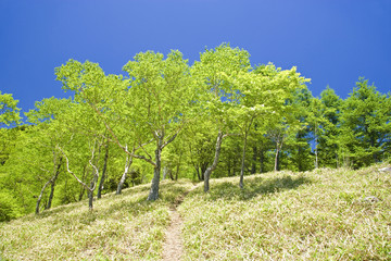 新緑と道