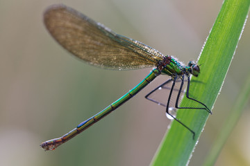 dragonfly