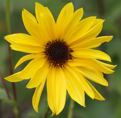 yellow flower isolated on white background
