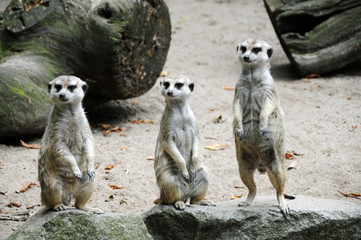 Erdmännchen