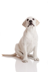 Obraz na płótnie Canvas Labrador Retriever puppy
