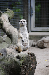 Erdmännchen