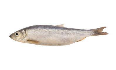 Fototapeta premium Fresh herring fish isolated on white background