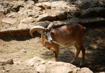 Muflone (Ovis musimon)