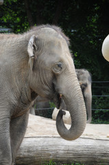 Fototapeta premium Elefant
