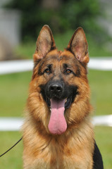 German Shepherd