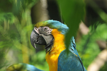Blue yellow fire