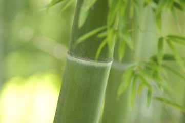 笹