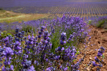 Fototapeta premium Sault Lavender
