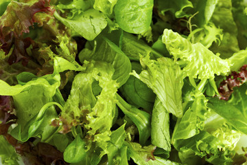 Lettuce variation