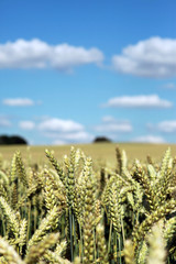 Biologisches Kornfeld