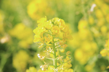 Obraz premium 菜の花